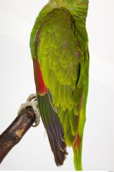 Arm Parrot